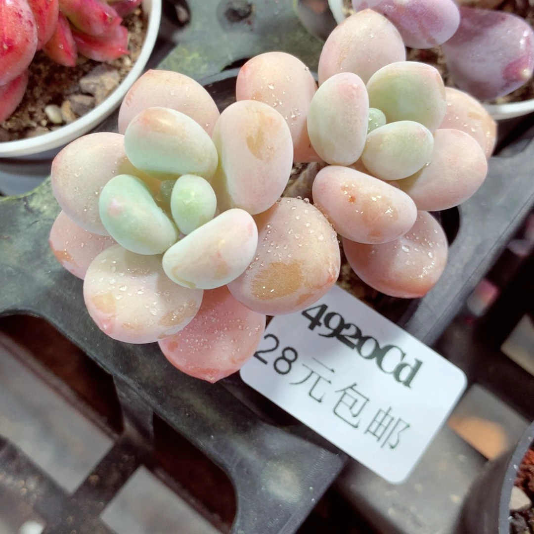 5厘米盆精控多肉4920