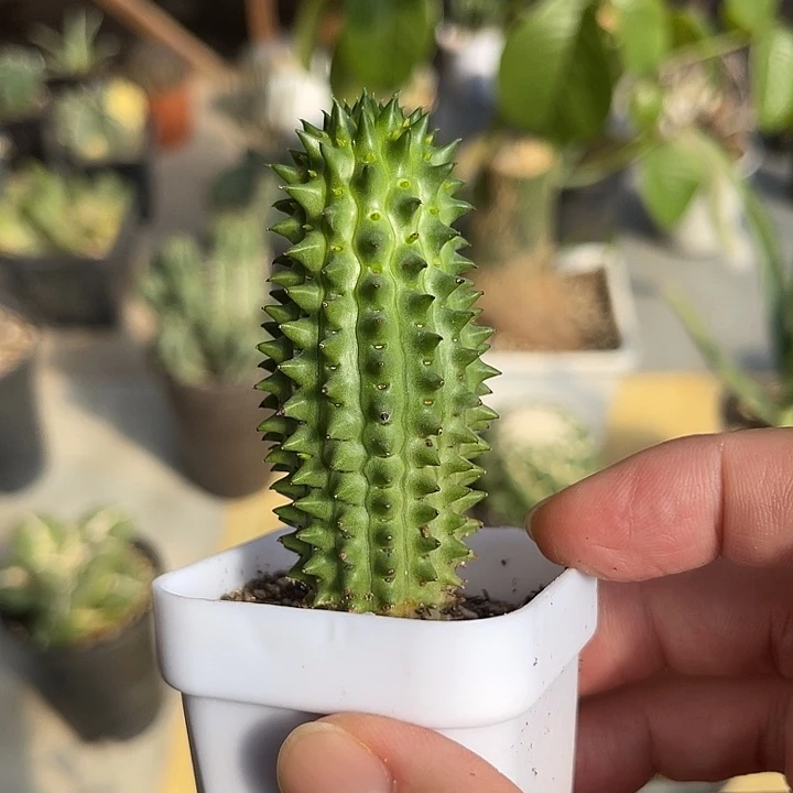 无花朵海胆大戟一物一拍