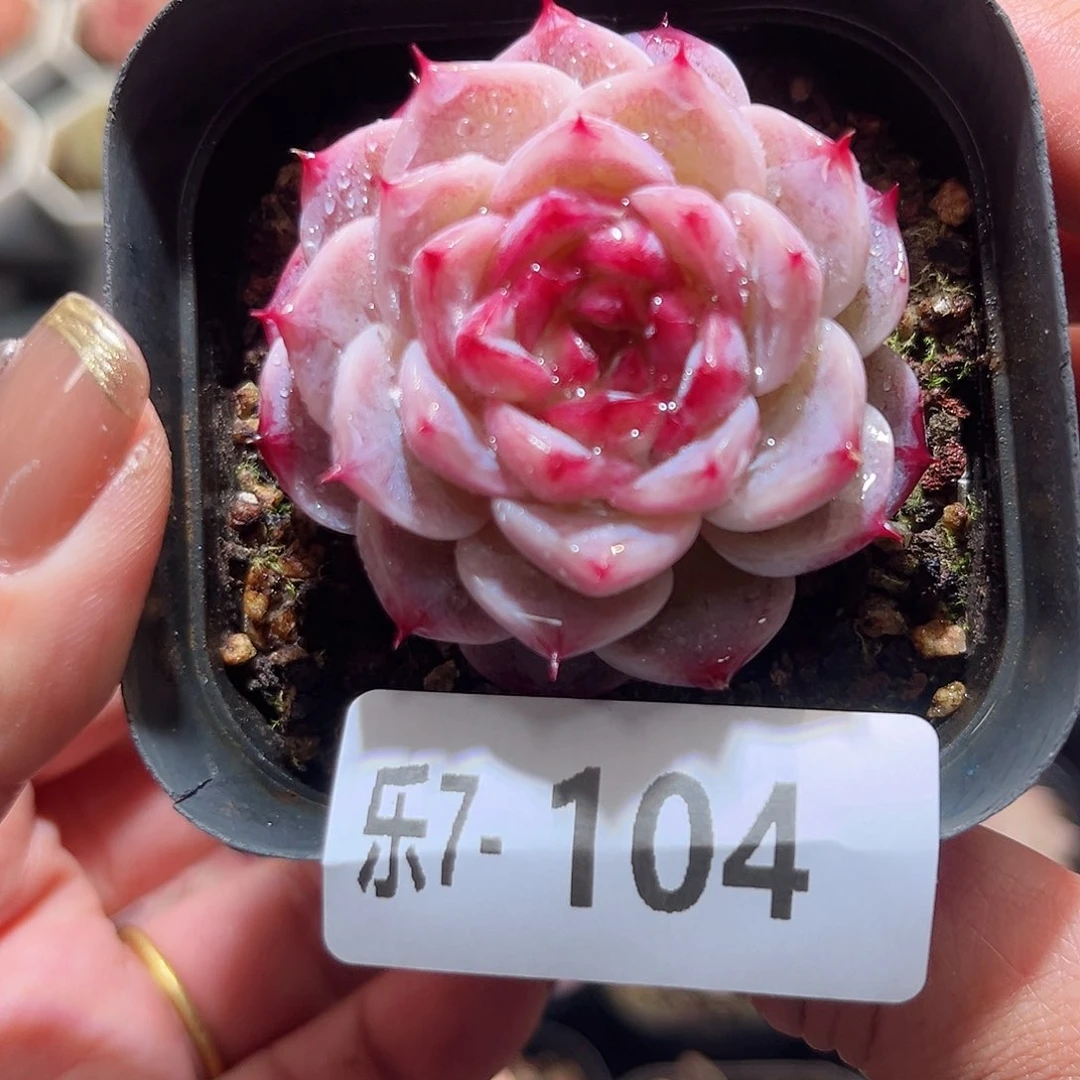 乐7-104 天鹅单头