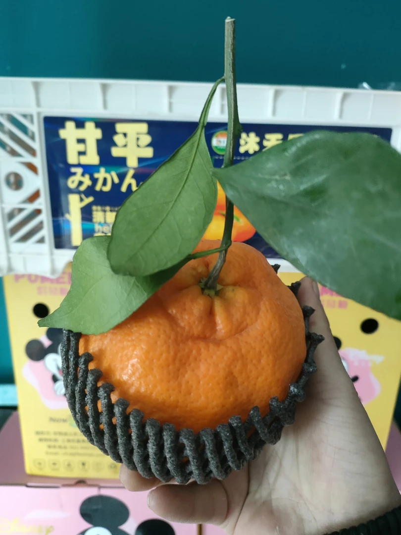 沐天树熟甘平一个纯甜口450克左右