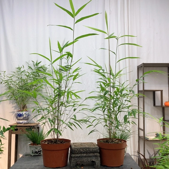 完全开放竹子绿植花卉植物