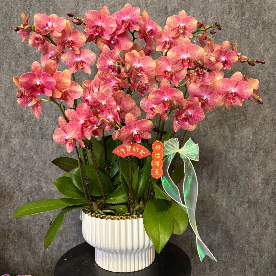 【三文鱼-蝴蝶兰】年宵花 鲜花绿植好 养花期长 送礼室内观赏花