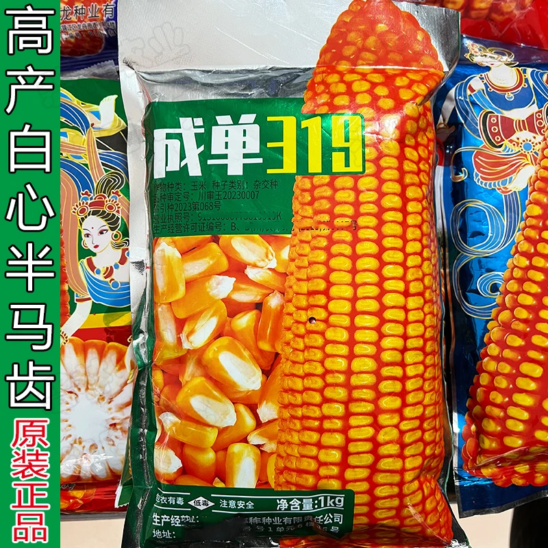 成单319玉米种子早熟高产抗病矮杆抗倒伏四川贵州包谷种籽粮食种