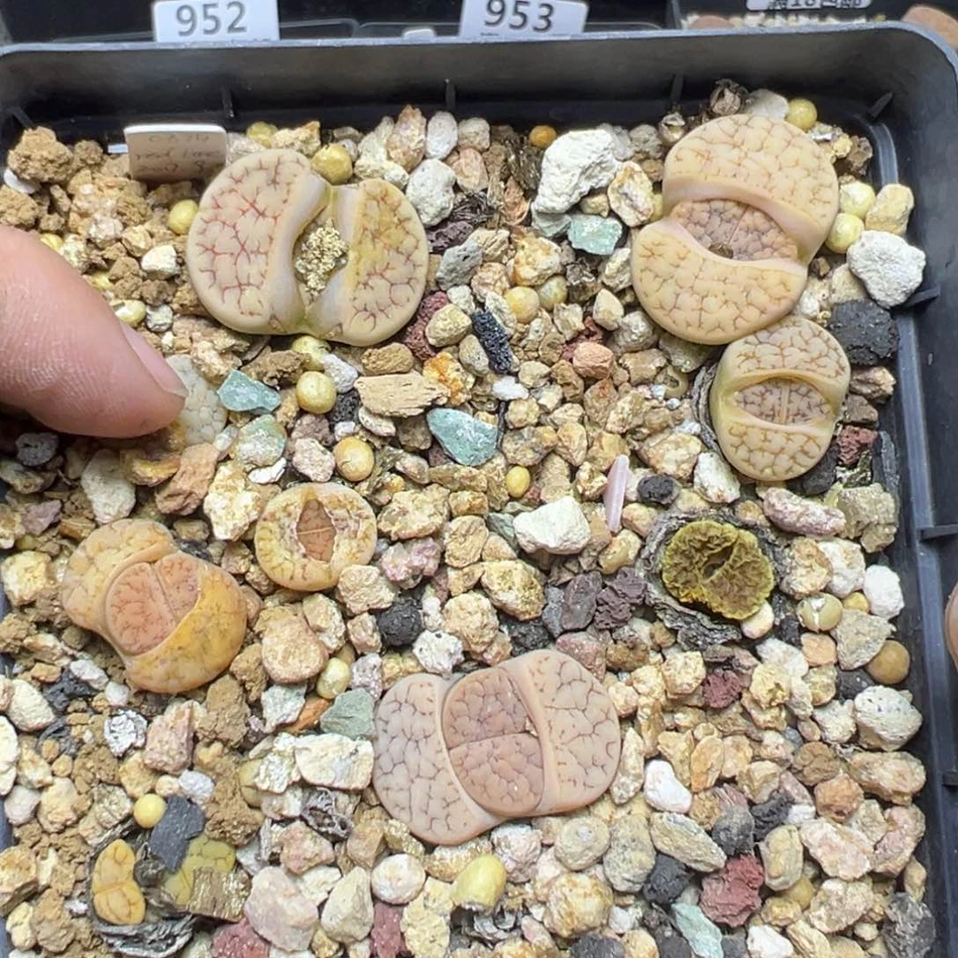 【闪购商品】959……