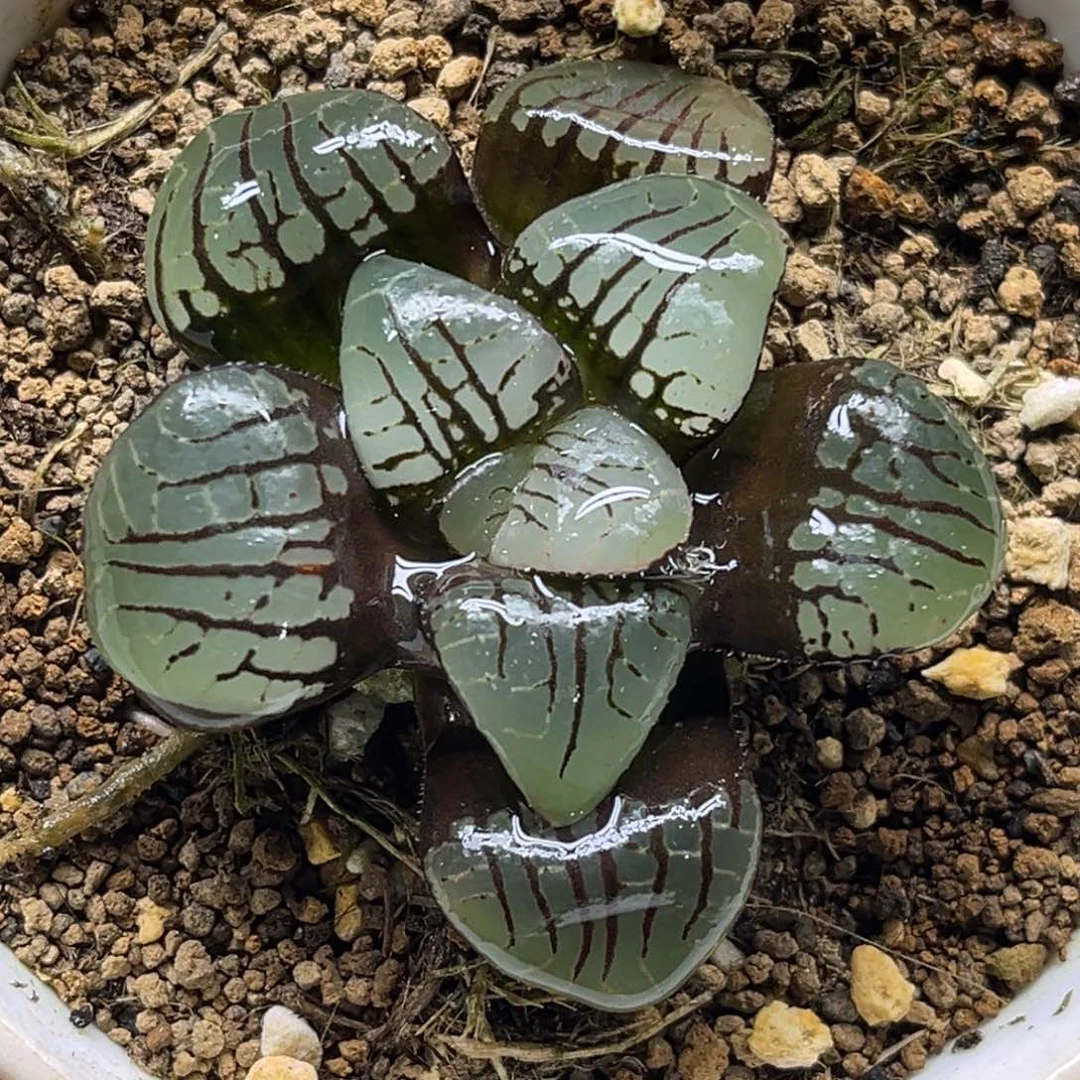 87水晶魔界福利专场