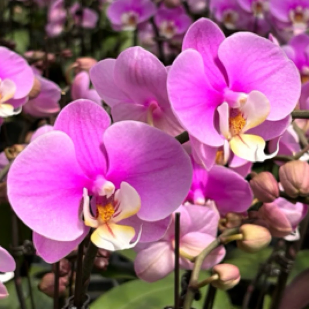 （安娜）粉色系蝴蝶兰室内花卉高雅轻奢好养带花带花苞