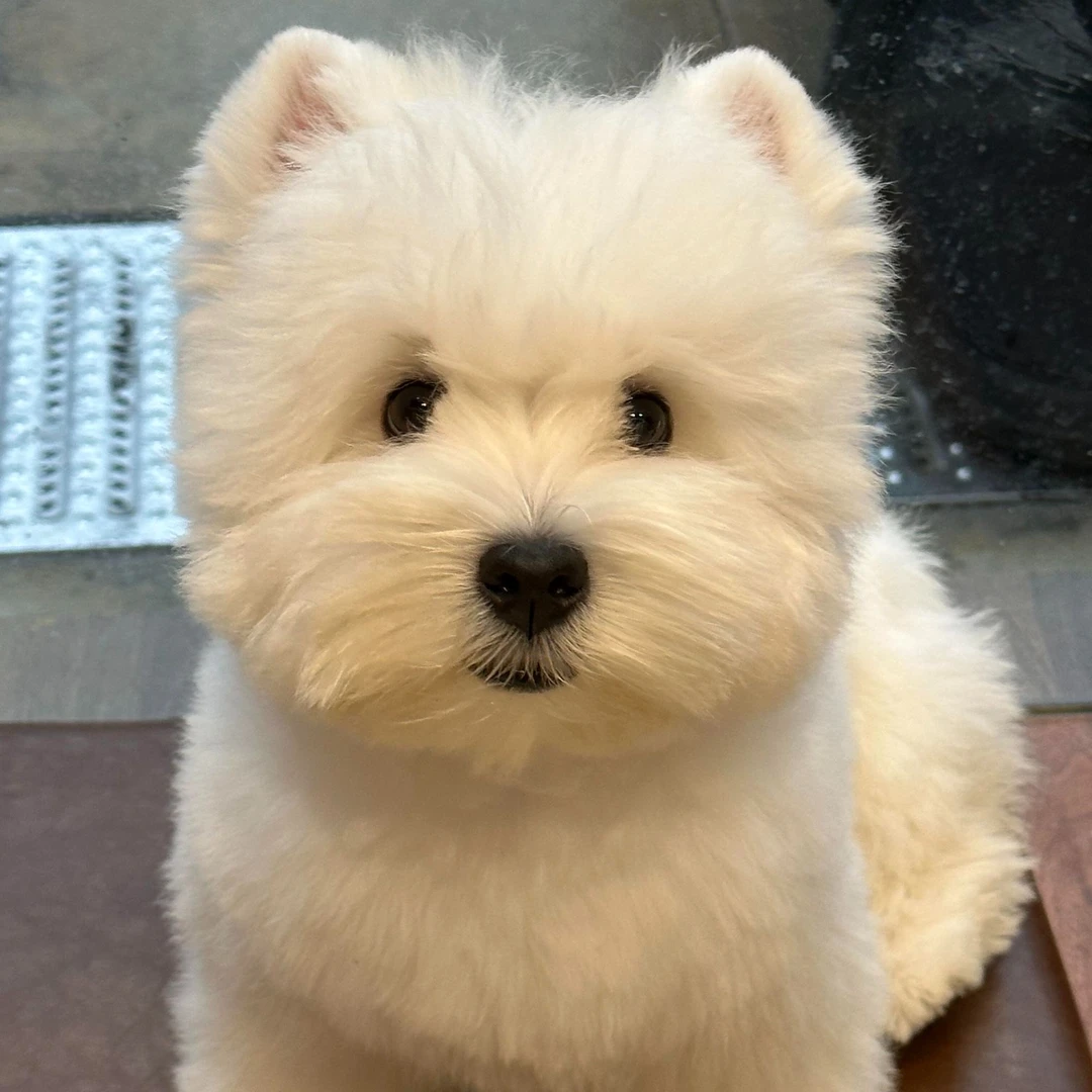 【云哥萌俏欢】宠物狗狗-W001