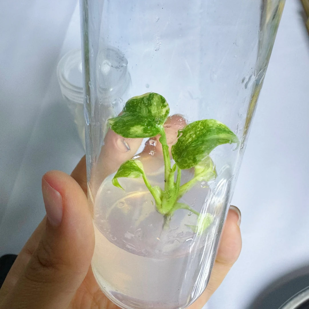 洒金龟背竹 试管苗 小苗 （新疆西藏内蒙部分地区限售）