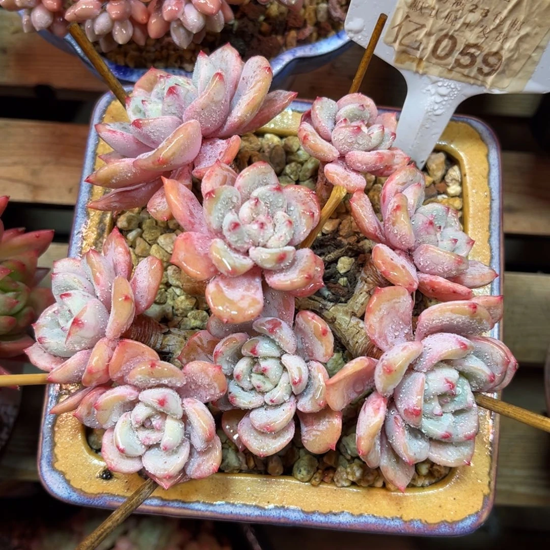 香雪海duonvtajulvke