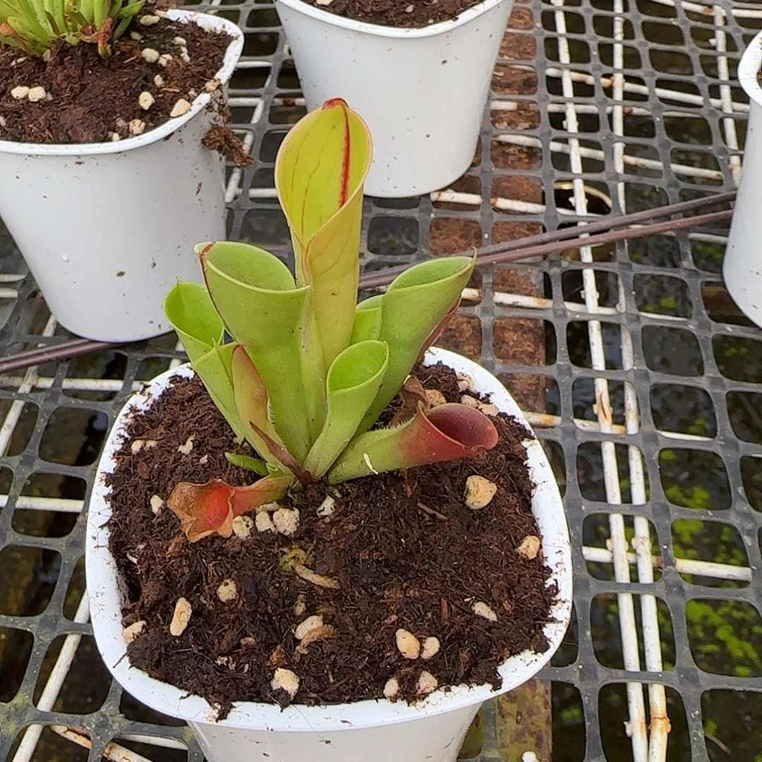 A***r无花朵专拍小太阳