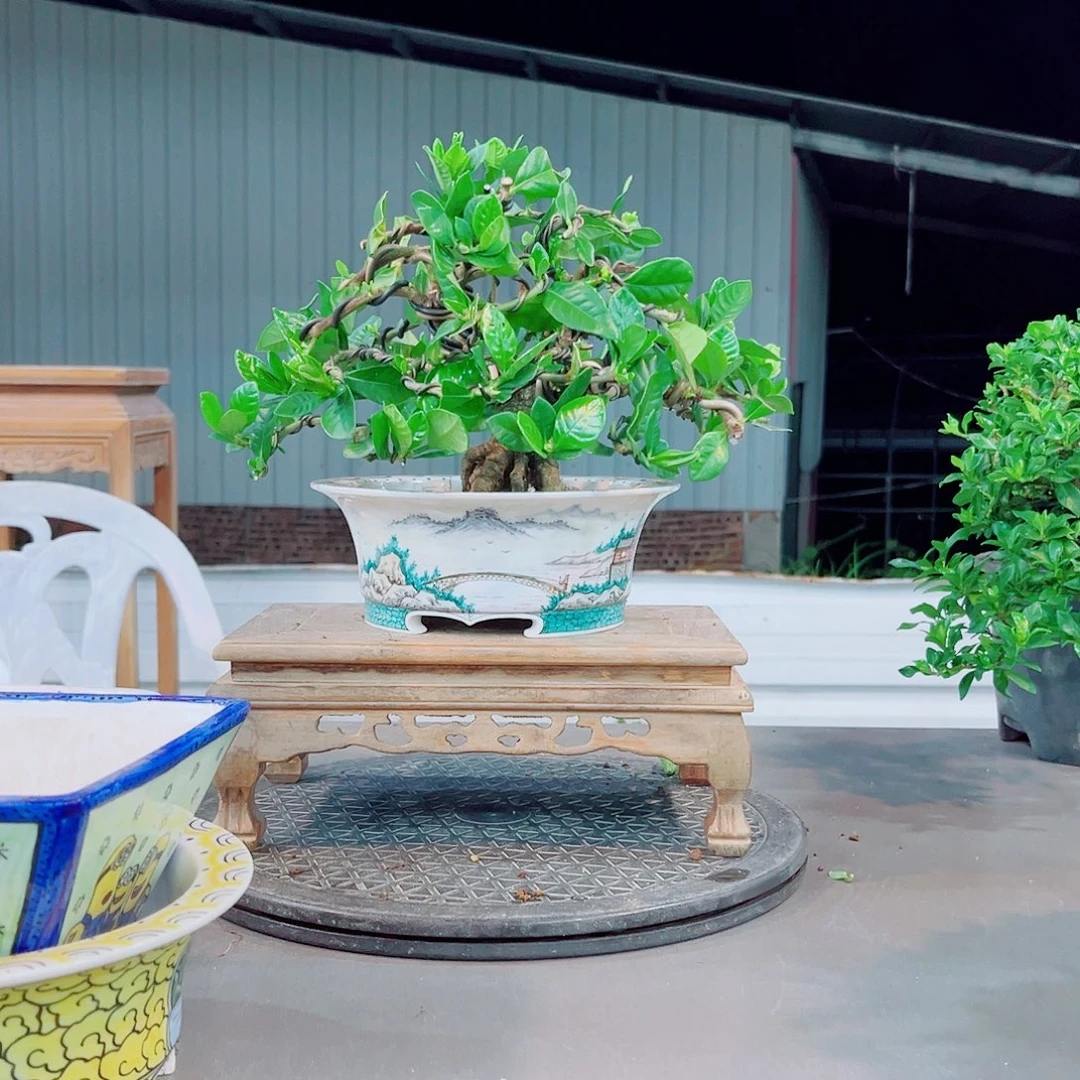 周***法莲栀子花花花花