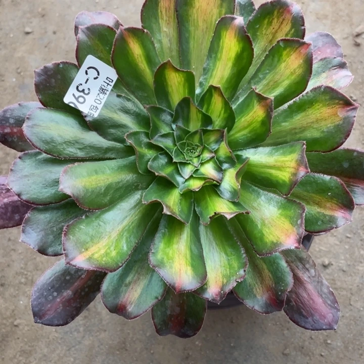 396魅影中班多肉123446789