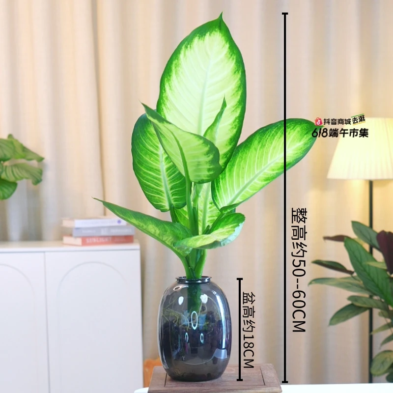 灰色大肚盆水培玛丽安绿植50cm-60cm高室内桌摆客厅植物耐阴好养