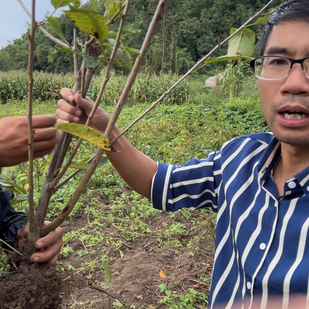 当前无花栽培后可以开花8