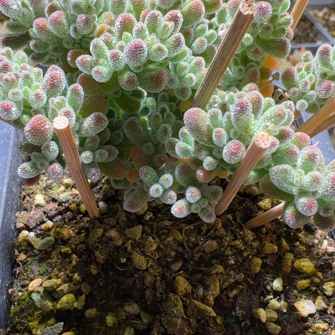 冰晶枝干番杏福利款657