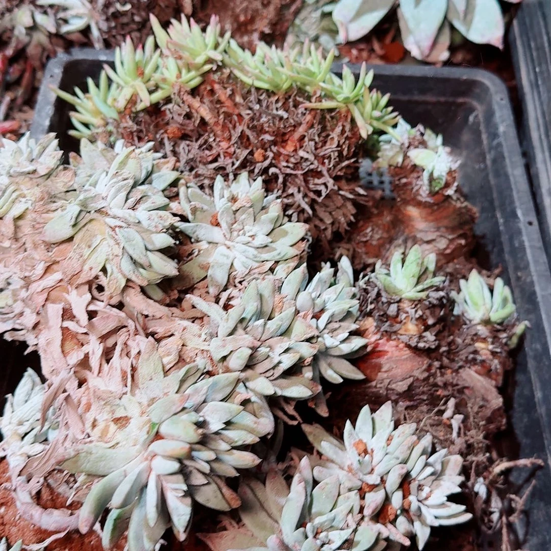 8401瑕疵框拍不售后