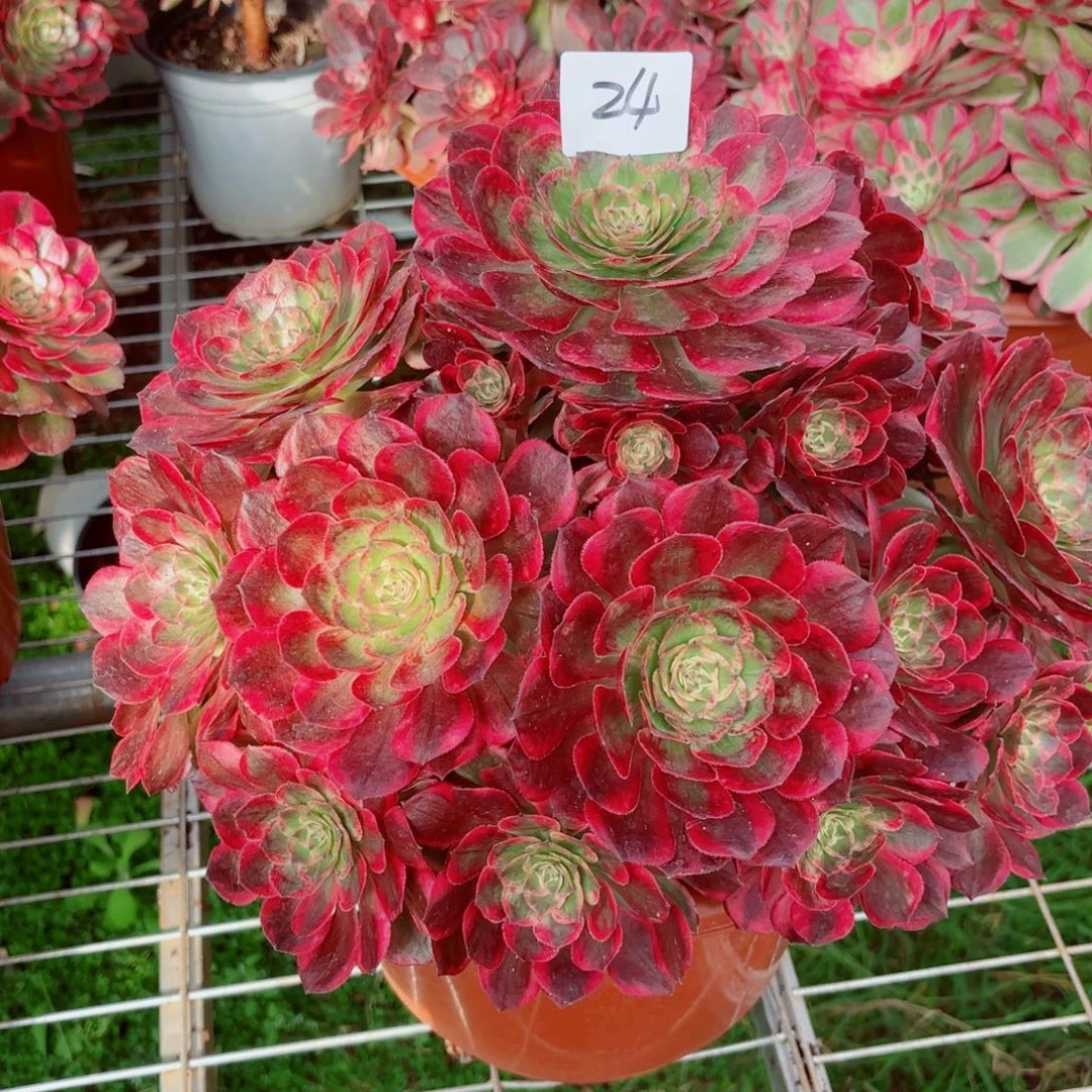 云****一物一拍多肉法师24