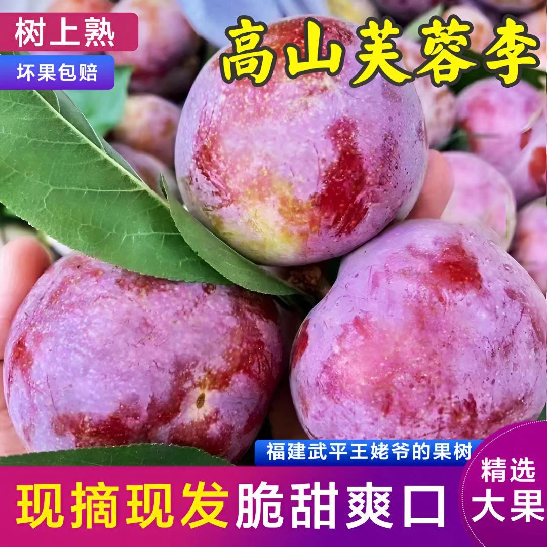 福建红心芙蓉李树上自然熟现采现发新鲜爽口应季水果