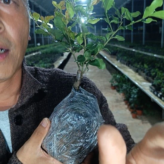 无花朵金弹子墨宝043