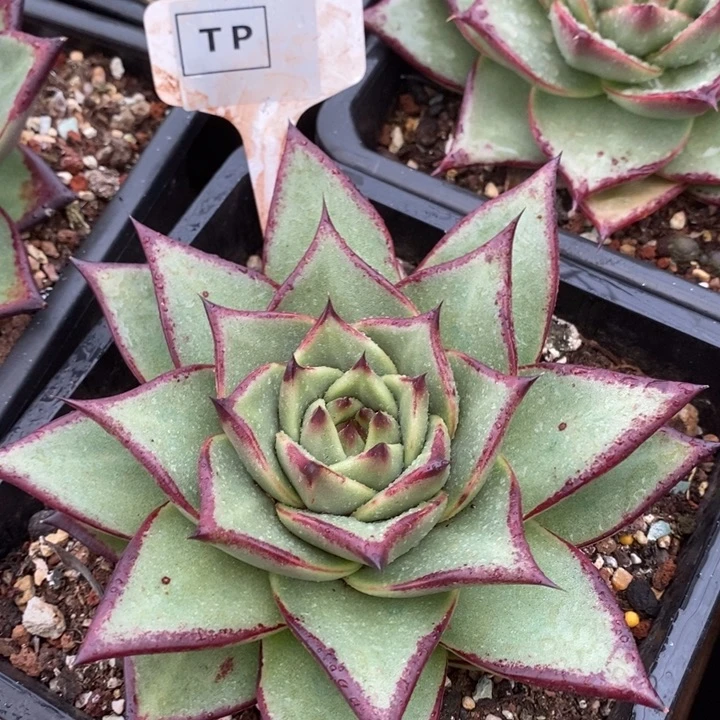 D476- 直播福利 乌木