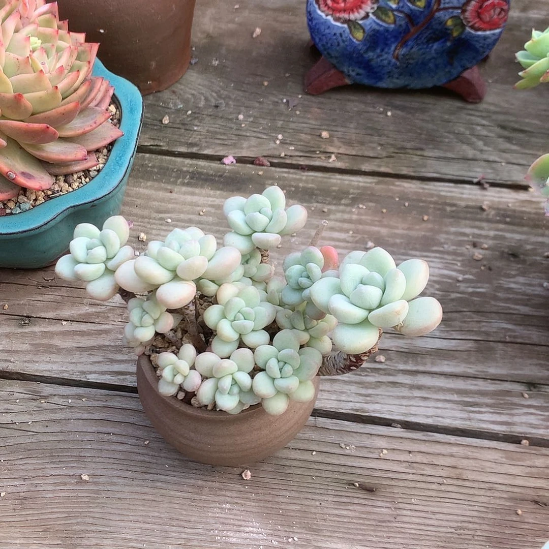 时****i泡泡糖多肉植物脱土