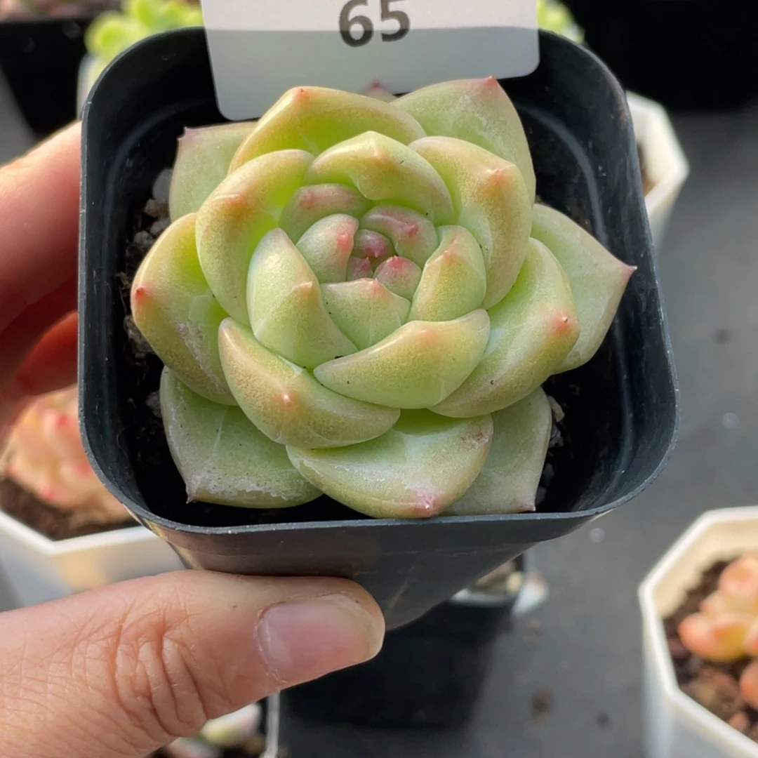 65号糖心冰心珍妮 青姬