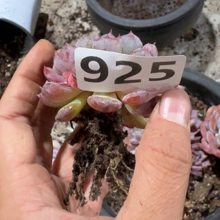 绝***！925恢复是分开后份好吃