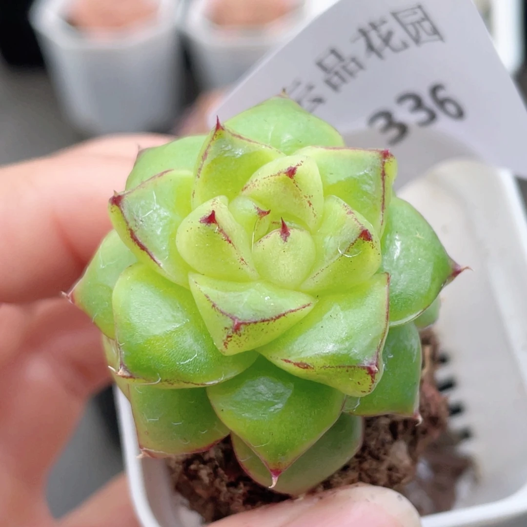 336号糖心冰心珍妮 太阳花珍妮