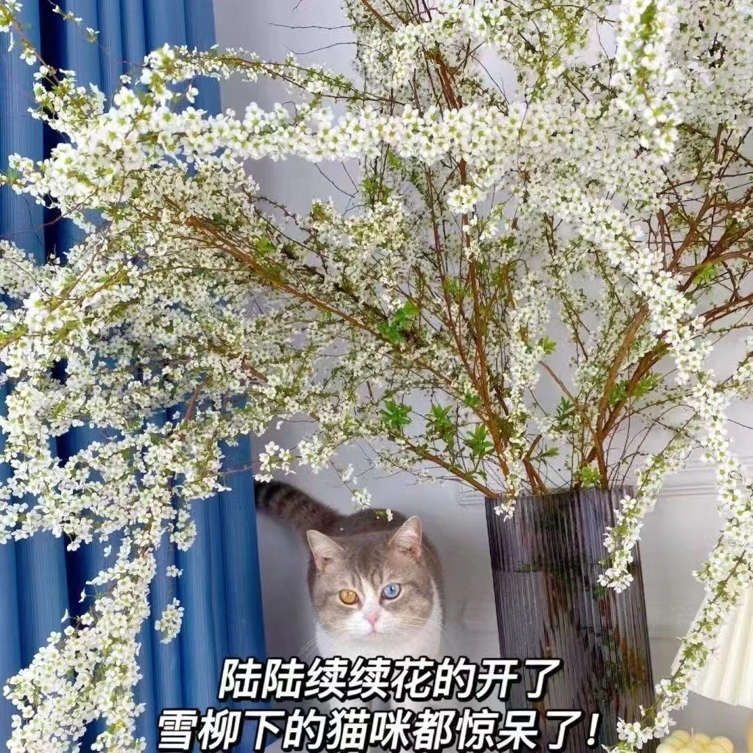 雪柳鲜枝水养遇水干枝开花室内耐寒水培花卉植物雪花绿植