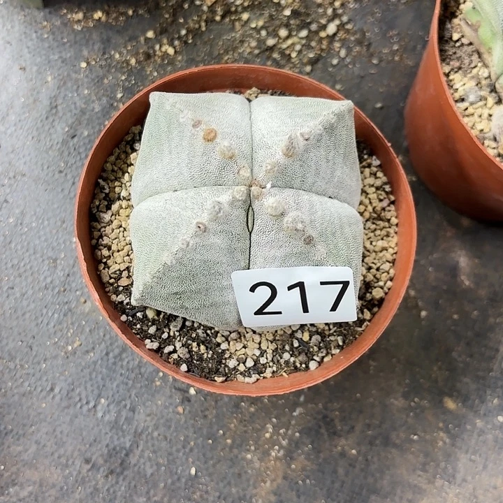 彬***1217。    一物一拍