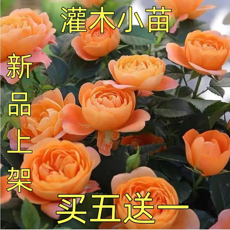 （新品）月季花苗四季开花阳台玫瑰小苗花墙盆栽绿植灌木小苗