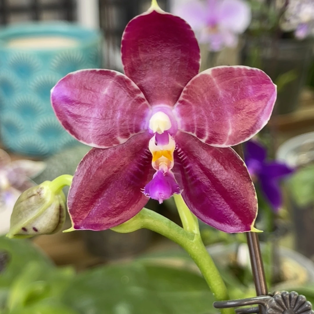 完全开放斑马808-1407