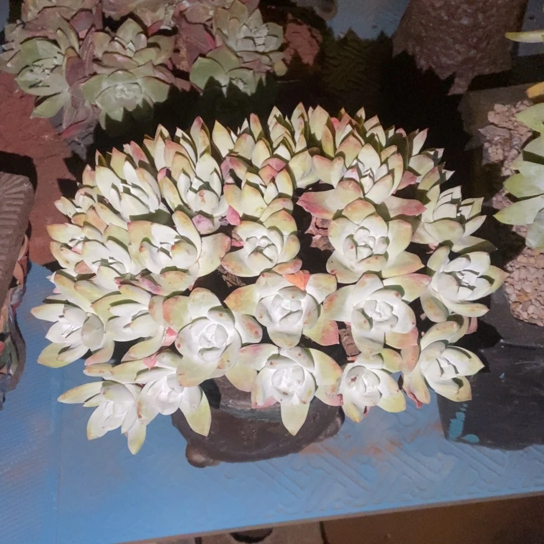 帕翠莎多肉植物啦啦啦