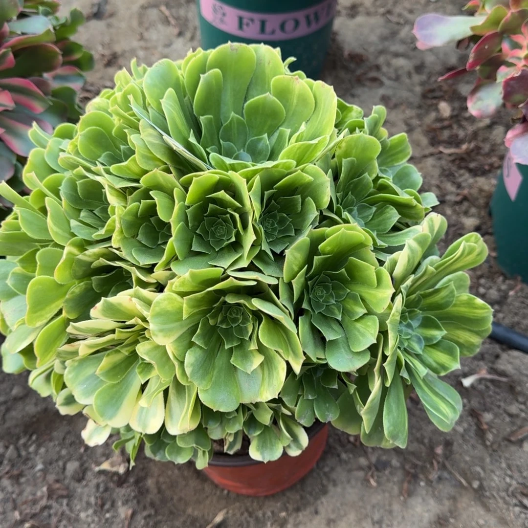 18-9法师五彩琉璃2996