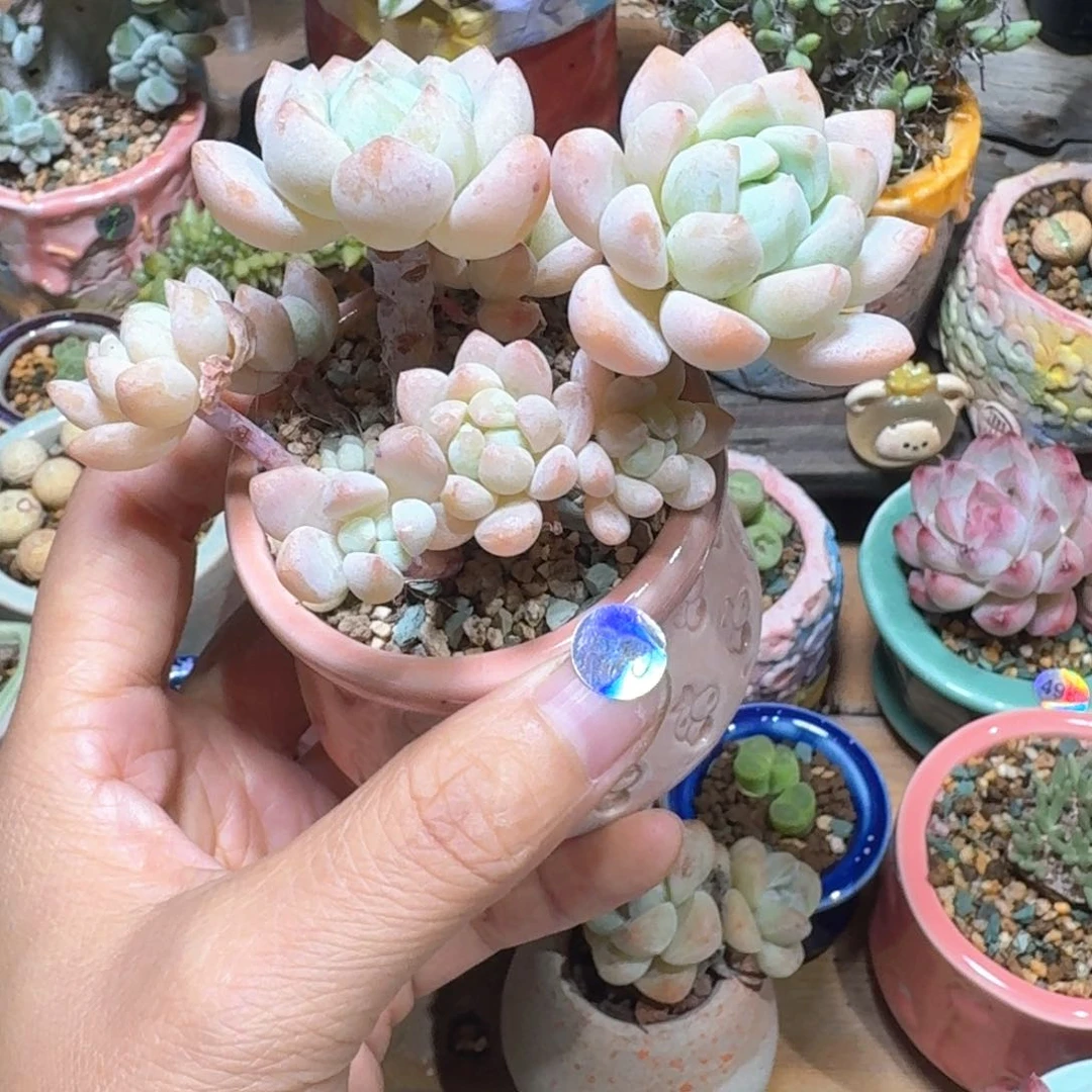 610 多肉含盆土30元包邮➗偏远地区