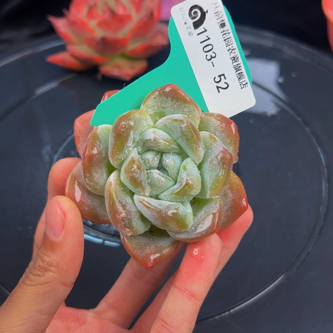 从前慢多肉编号1103-52