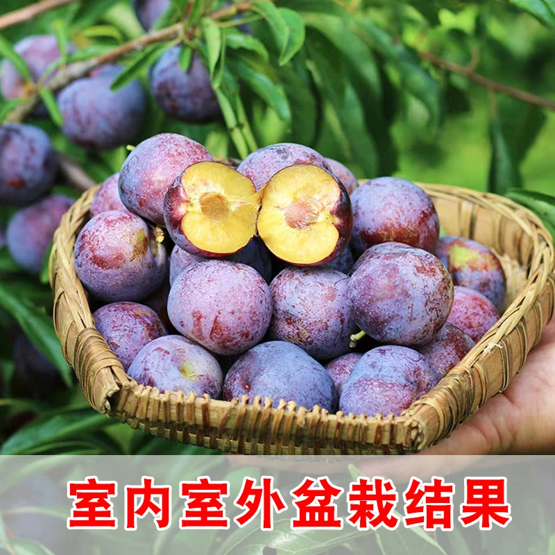 李子树苗南北方种植西梅李子蜂糖李子树苗现挖现发