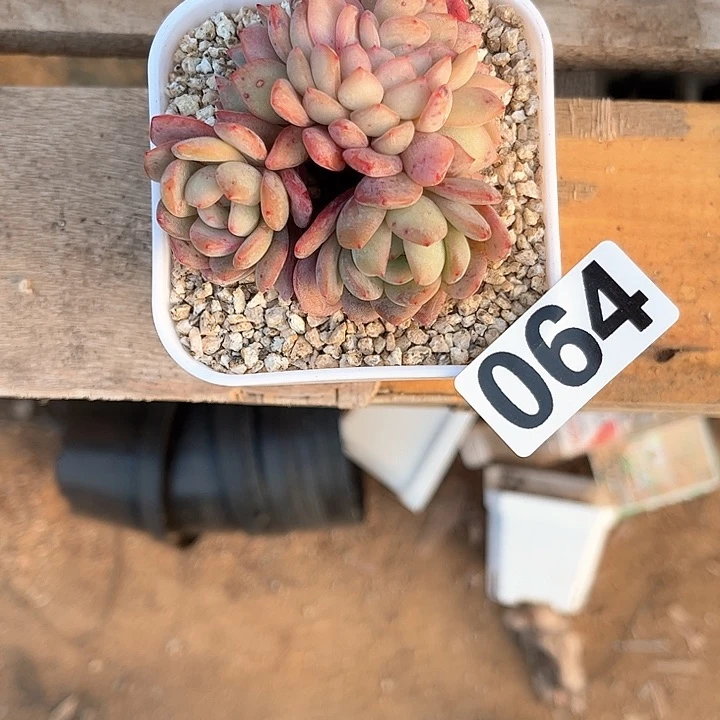 用****0多肉植物一物一拍