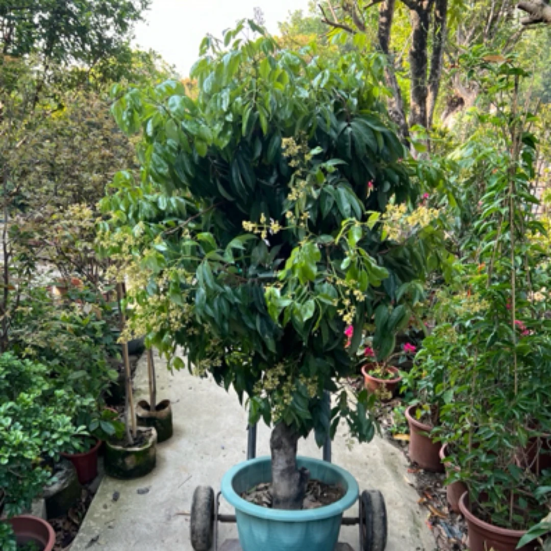 高压桂味荔枝糯米糍9公分左右现在带花适合盆栽地栽庭院适合南方