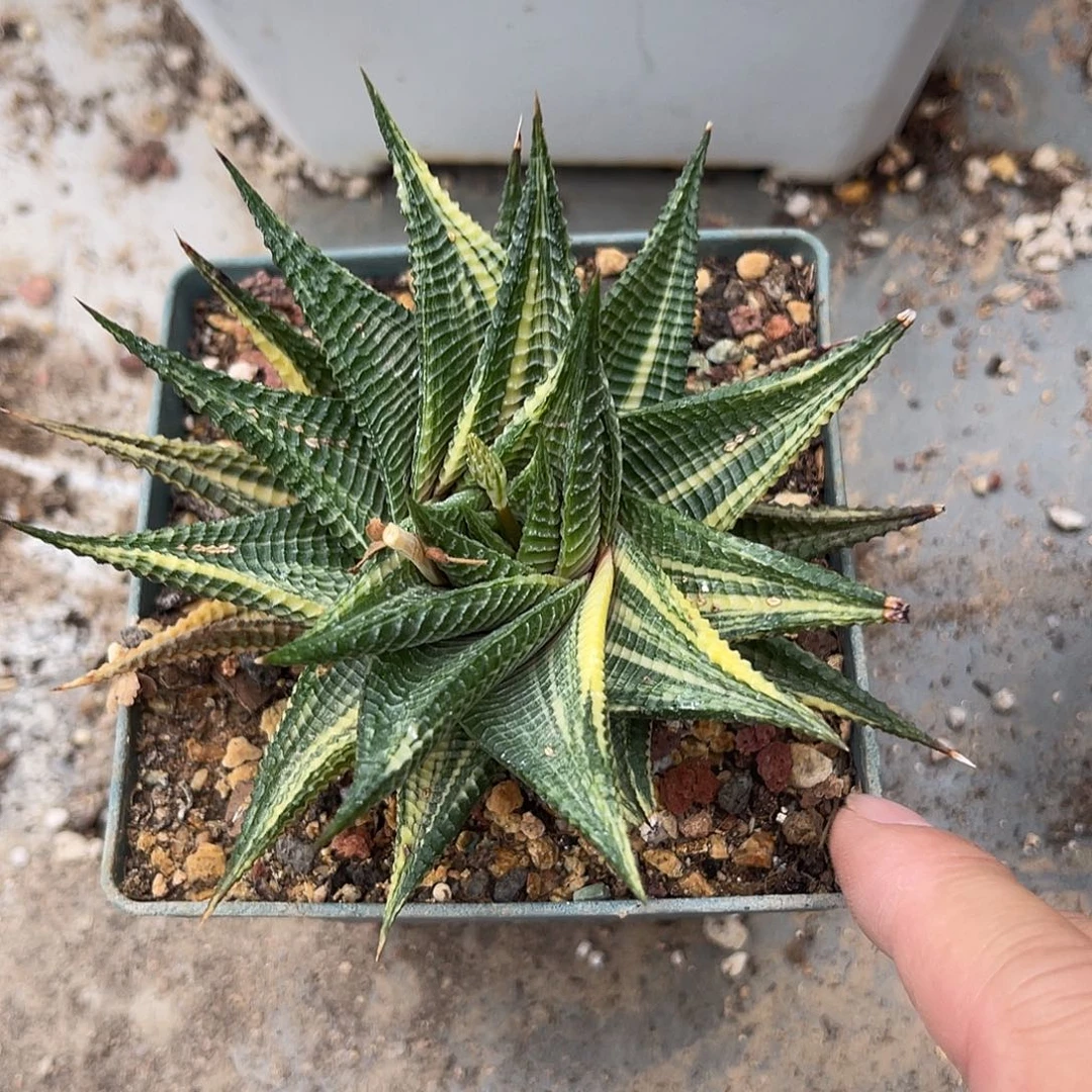 琉璃殿锦一物一拍