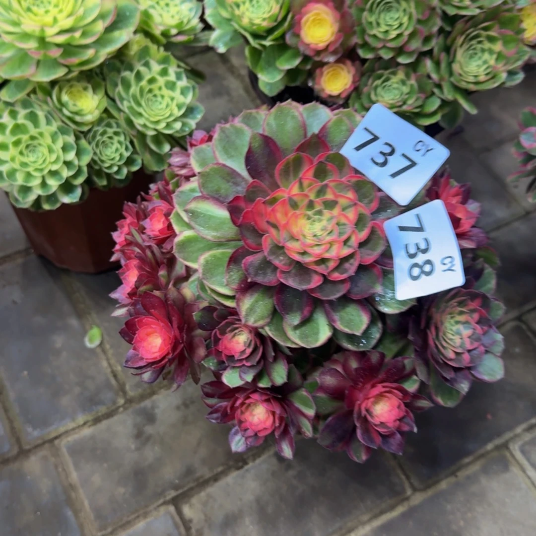 默***闻多肉植物737738黑魔锦 寄养