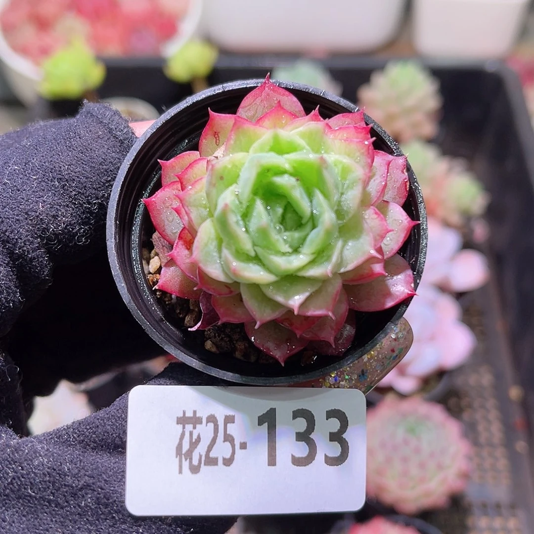 花利美25-133酸橙辣椒