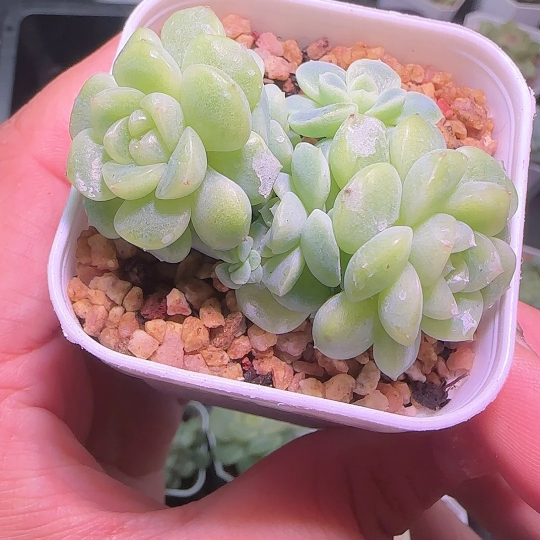 多头纸鸢开播福利