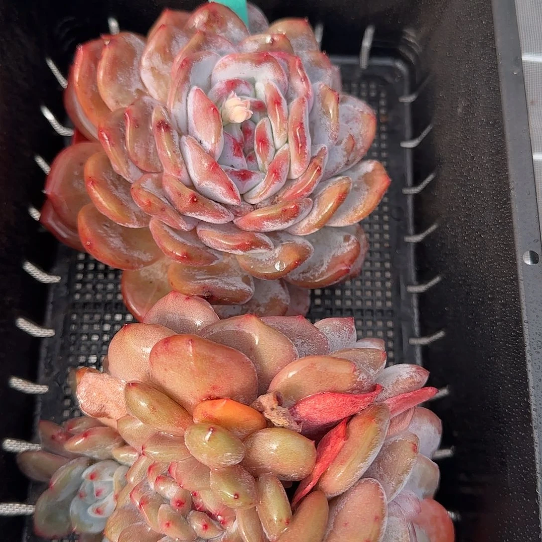 从前慢花园精选0120-22