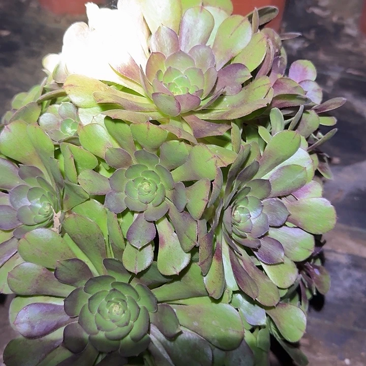 精品红心万圣节老桩亏本福利45