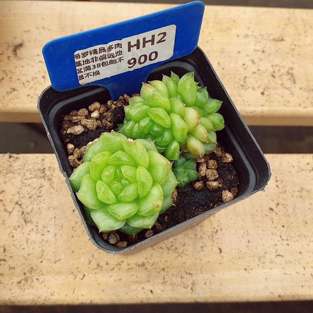 卡*伊秋冰珍妮6-7cm不包整群