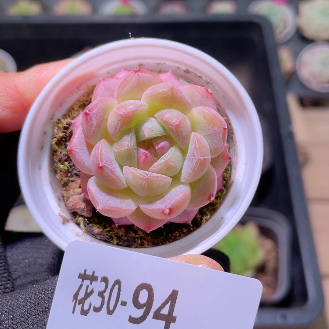 花利美30-94柔情