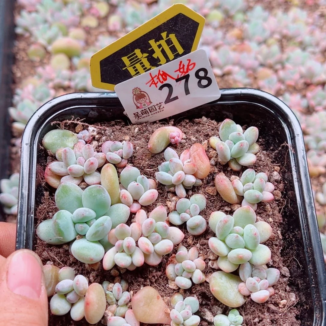 多肉植物多肉植物
