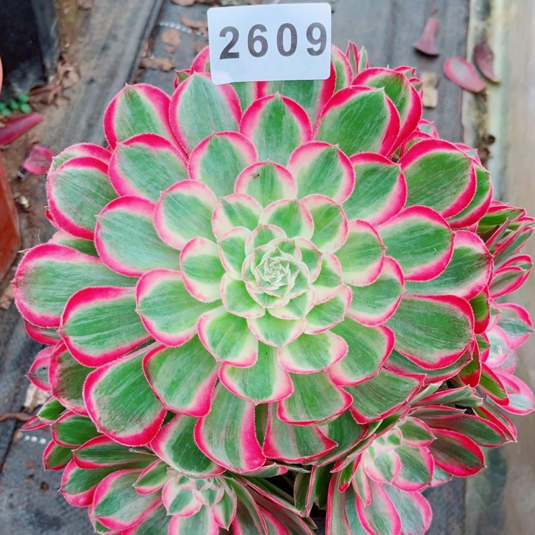 文***子新品孔雀翎特价多肉
