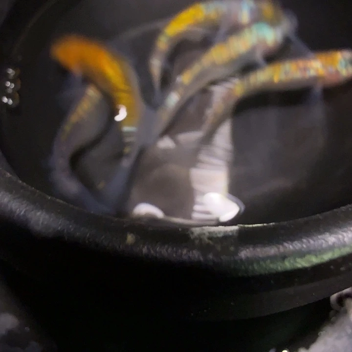 青鳉鱼一物一拍698